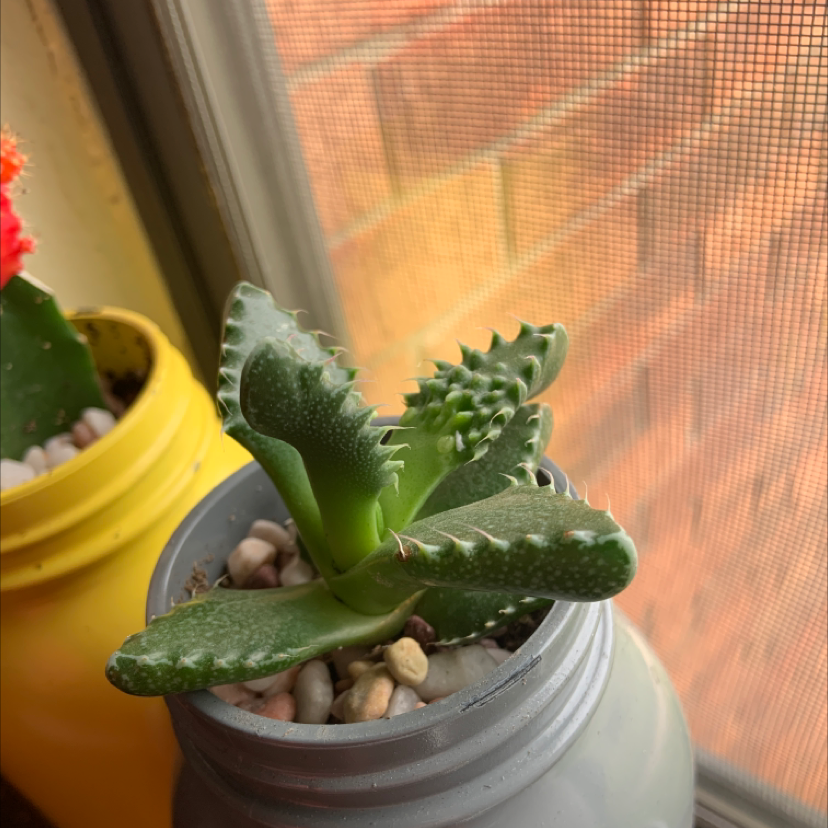Tiger's Jaw plant in a pot near a window, with another plant in the background.