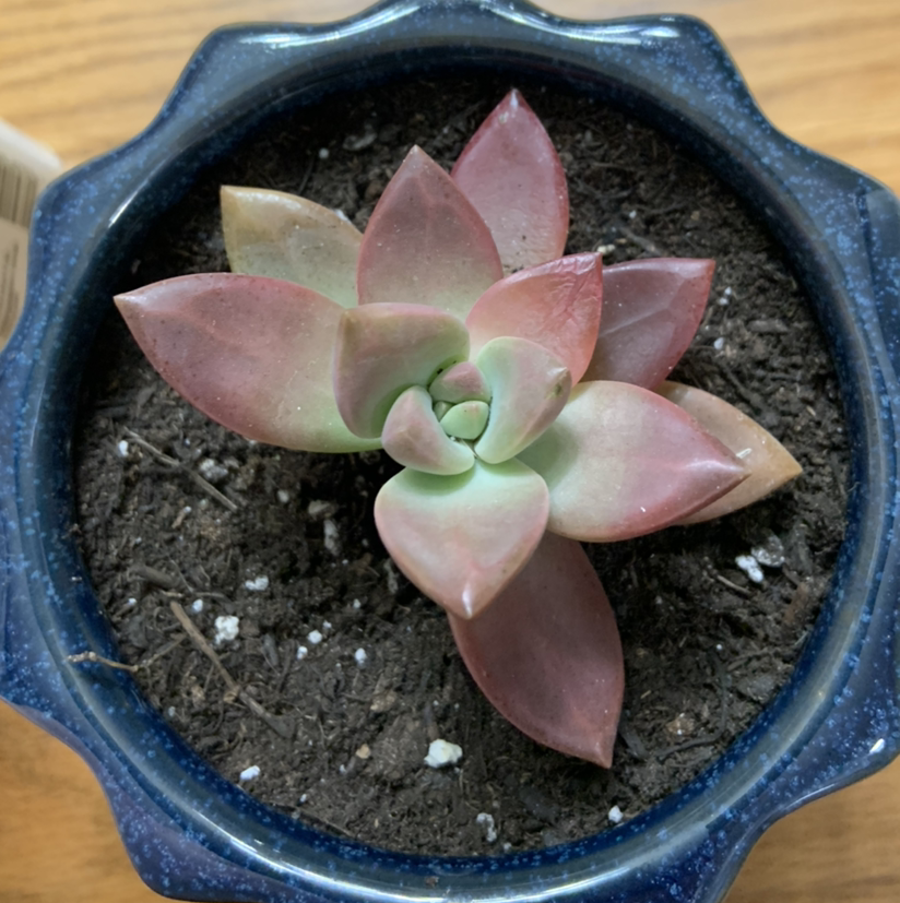 Photo of the plant species Graptosedum 'California Sunset' by @Mruff.02 named Orwell on Greg, the plant care app