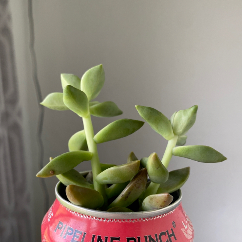 Golden Sedum plant photo by @kitten named gobi on Greg, the plant care app.