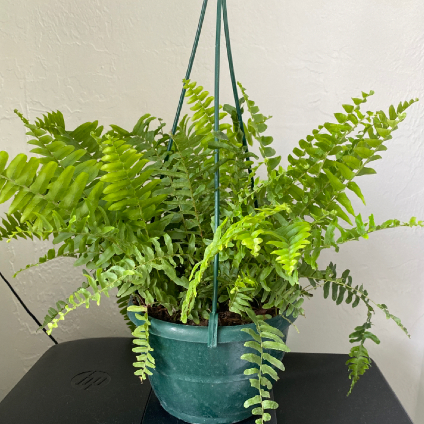 Boston Fern plant photo by @kitten named sticky on Greg, the plant care app.