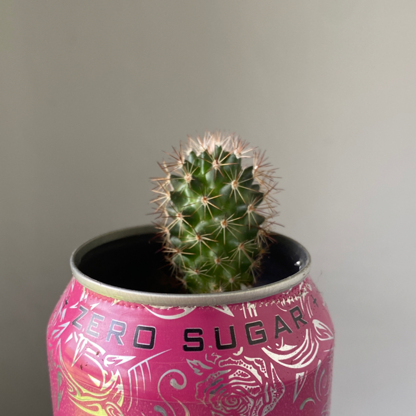 Golden Barrel Cactus plant photo by @kitten named sonora on Greg, the plant care app.