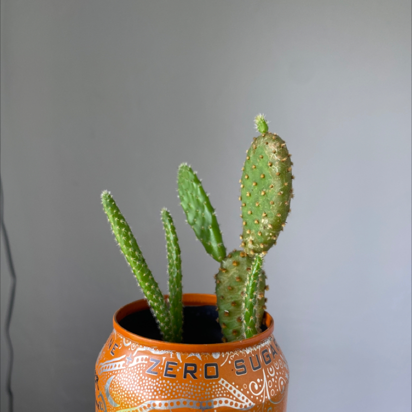 Bunny Ears Cactus plant photo by @kitten named osmo on Greg, the plant care app.