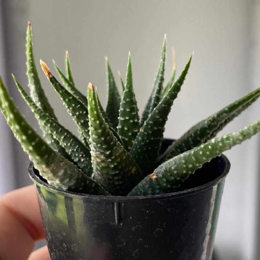 Zebra Plant plant photo by @kitten named stella on Greg, the plant care app.