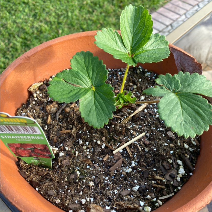 Strawberry plant photo by @kitten named strawberry on Greg, the plant care app.