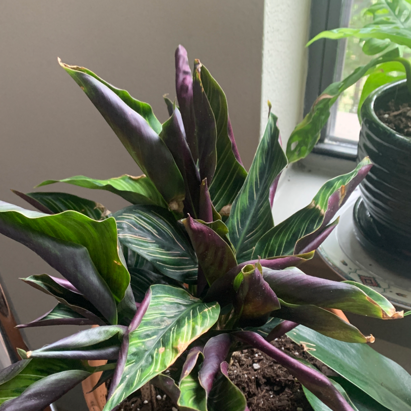 Pinstripe Calathea plant photo by @xvxtine named calathea ornata on Greg, the plant care app.