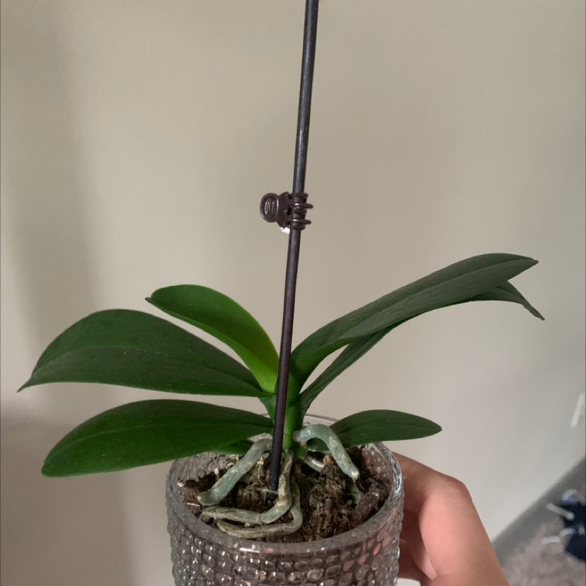 Mini Phalaenopsis Orchid in a textured pot with green leaves and visible roots.