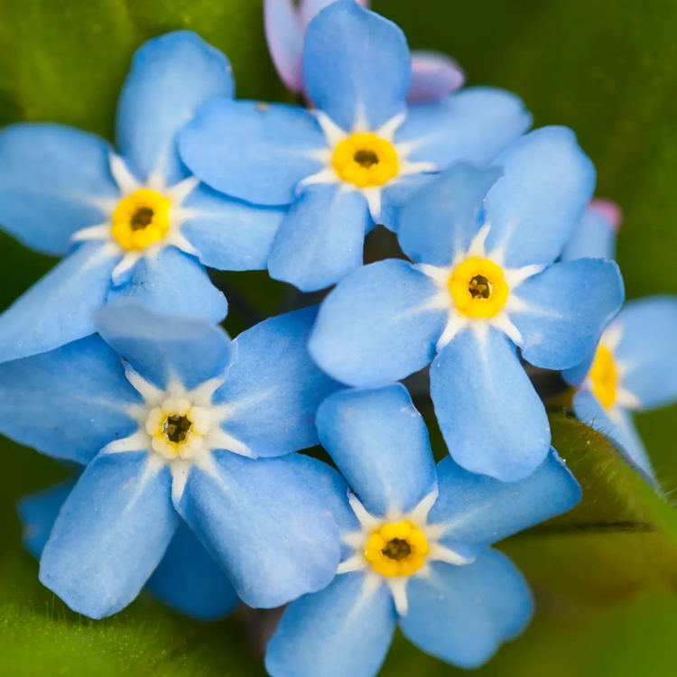 Close-up of true Forget-Me-Not flowers with blue petals and yellow centers.
