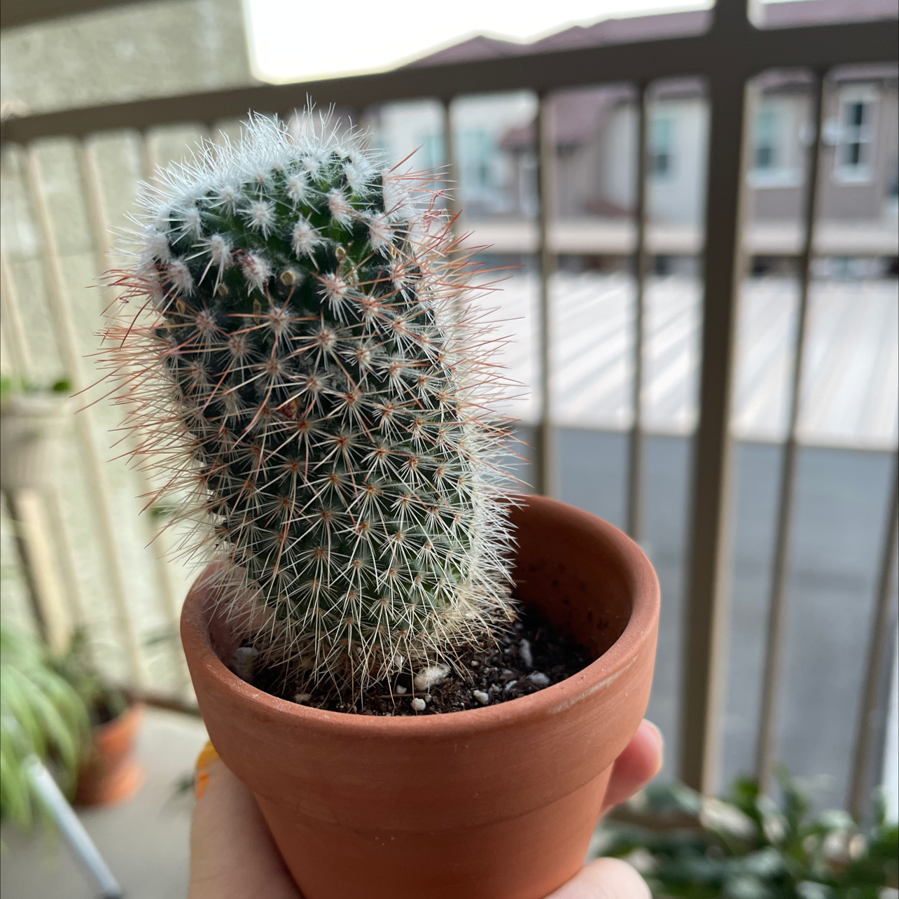 A healthy Twin Spined Cactus in a terracotta pot, held by a hand on a balcony.