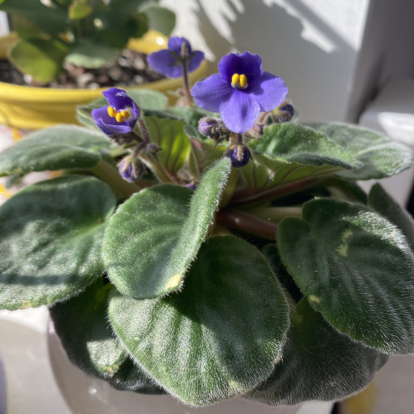 Healthy African Violet with vibrant purple flowers and lush green leaves.