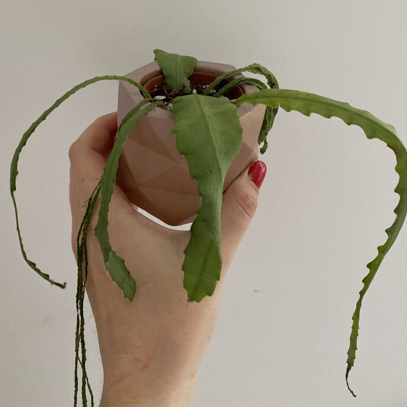 Dutchman's Pipe Cactus in a small pot held by a hand, with elongated, wavy leaves.