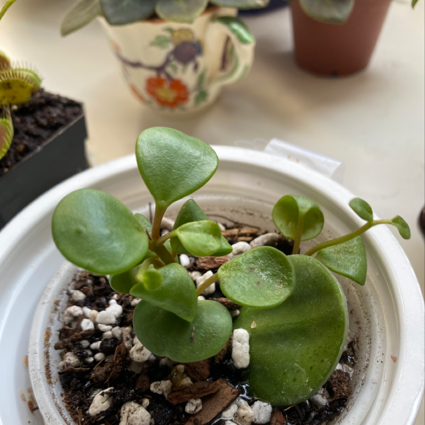 Peperomia 'Hope' plant in a small pot with visible soil and perlite.