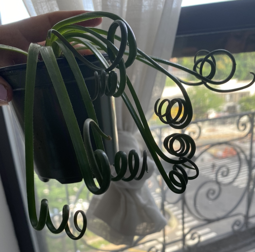 Frizzle Sizzle plant with curly leaves in a pot, held near a window.