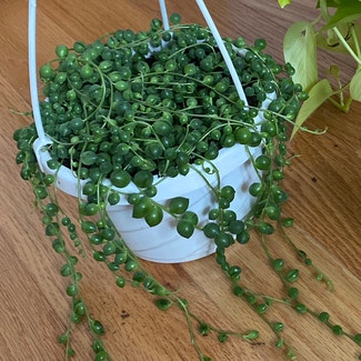 String of Pearls plant in New York, New York