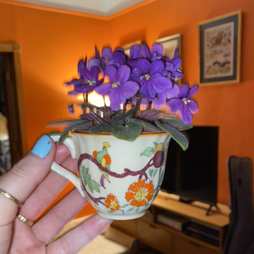 African Violet plant in a decorative cup with vibrant purple flowers, held by a hand.