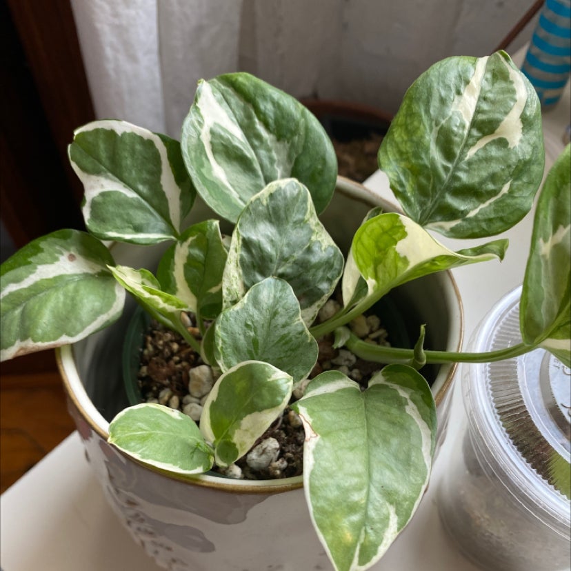 Pothos N' Joy plant in a pot with variegated green and white leaves.