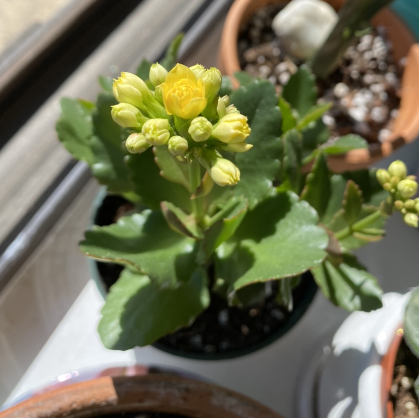 Florist Kalanchoe plant photo by @gracenevitt named Cher on Greg, the plant care app.