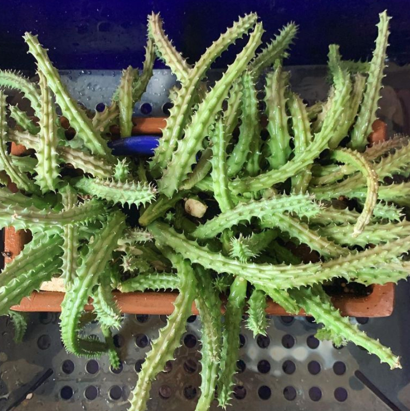 Photo of the plant species Red Dragon Flower by @gracenevitt named Medusa on Greg, the plant care app