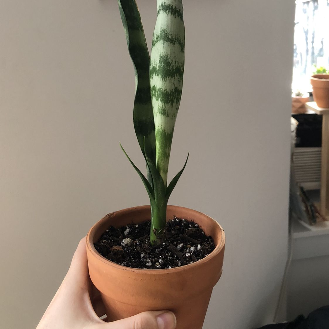 Photo of the plant species Black Coral Snake Plant by @gracenevitt named Severus Snape on Greg, the plant care app