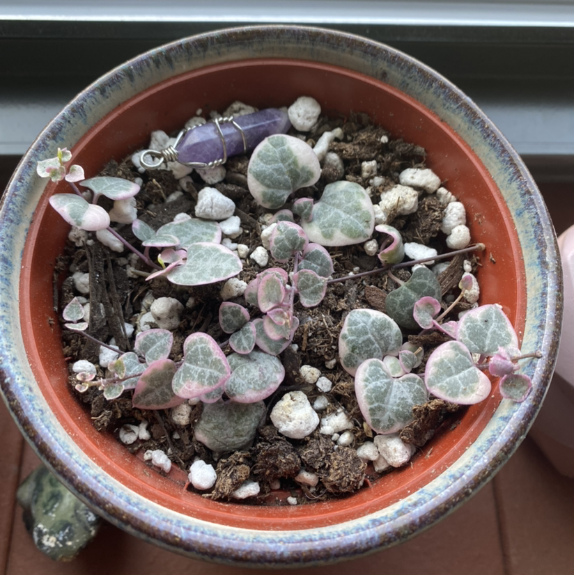Potted String of Hearts plant with heart-shaped variegated leaves and visible soil.