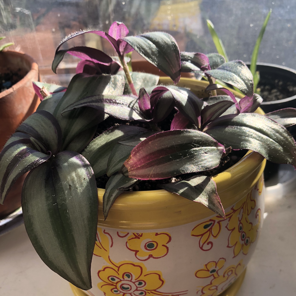 Spiderwort plant photo by @gracenevitt named Sabrina on Greg, the plant care app.