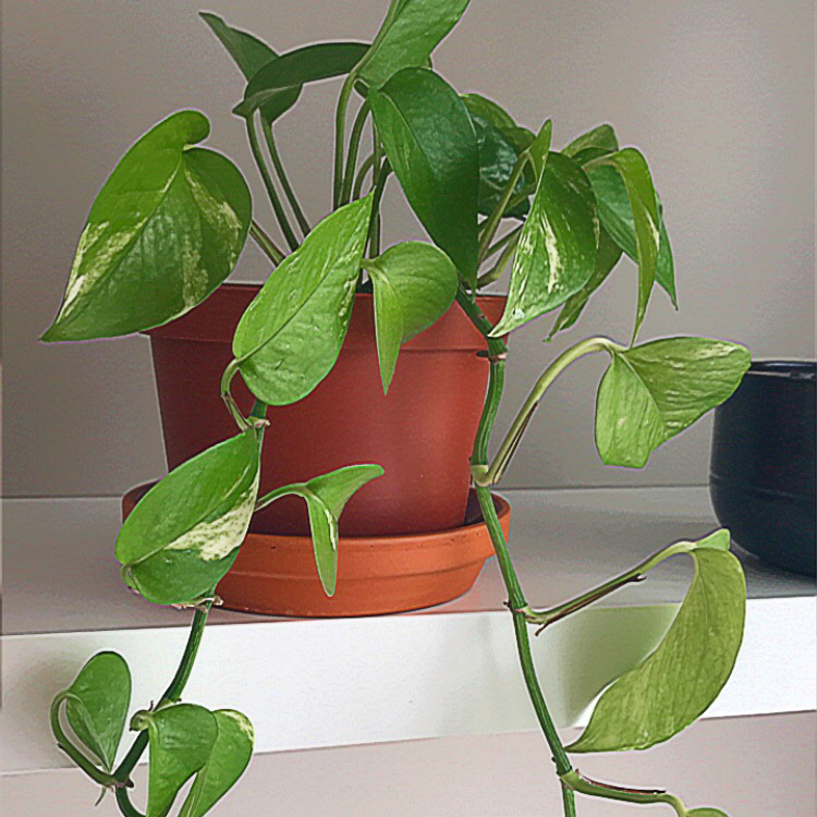 Photo of the plant species Golden Pothos by @isadora.b named Juliana on Greg, the plant care app