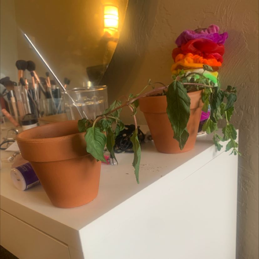 Vibrant, healthy cockscomb plant with pink, orange, and yellow fan-shaped flowers in a terra cotta pot on a white shelf.
