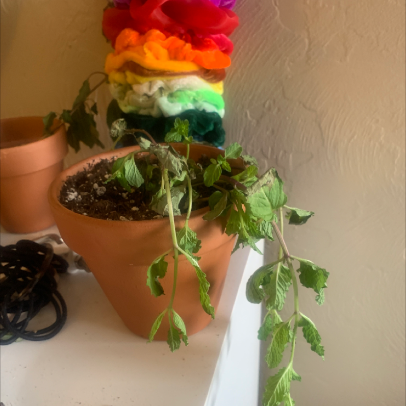 Potted Apple Mint plant with drooping stems and visible soil.