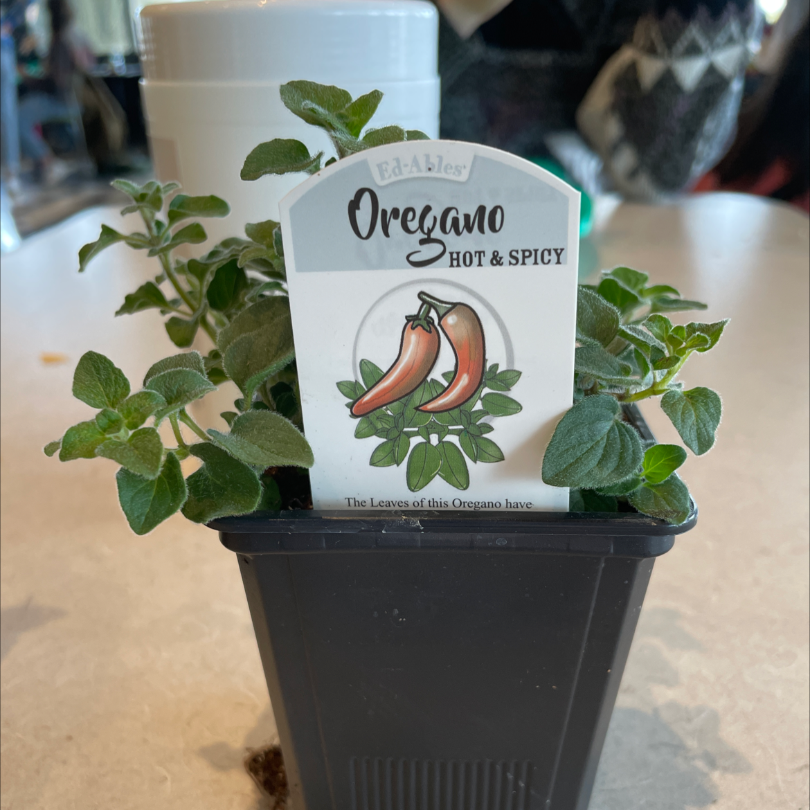 A healthy potted oregano plant with vibrant green leaves and an informational tag identifying it as 'Oregano Hot & Spicy'.