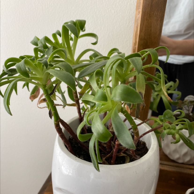 Tree Aeonium plant in a white pot with some browning leaves, well-framed and centered.