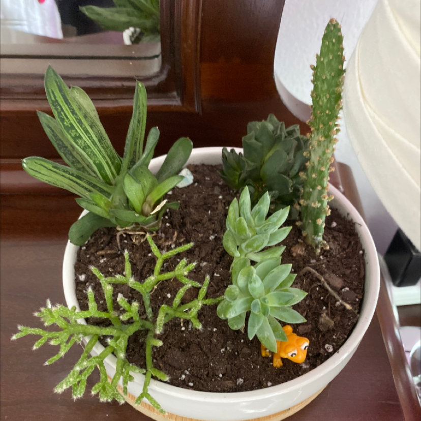 Potted arrangement of various succulents, including Dancing Bones, with visible soil.