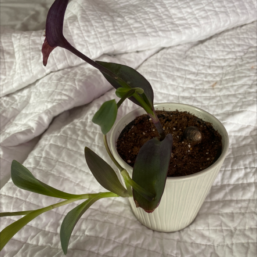 Potted Purple Heart plant with distinctive purple leaves and stems, one stem yellowing, in a white ceramic pot on a textured surface.