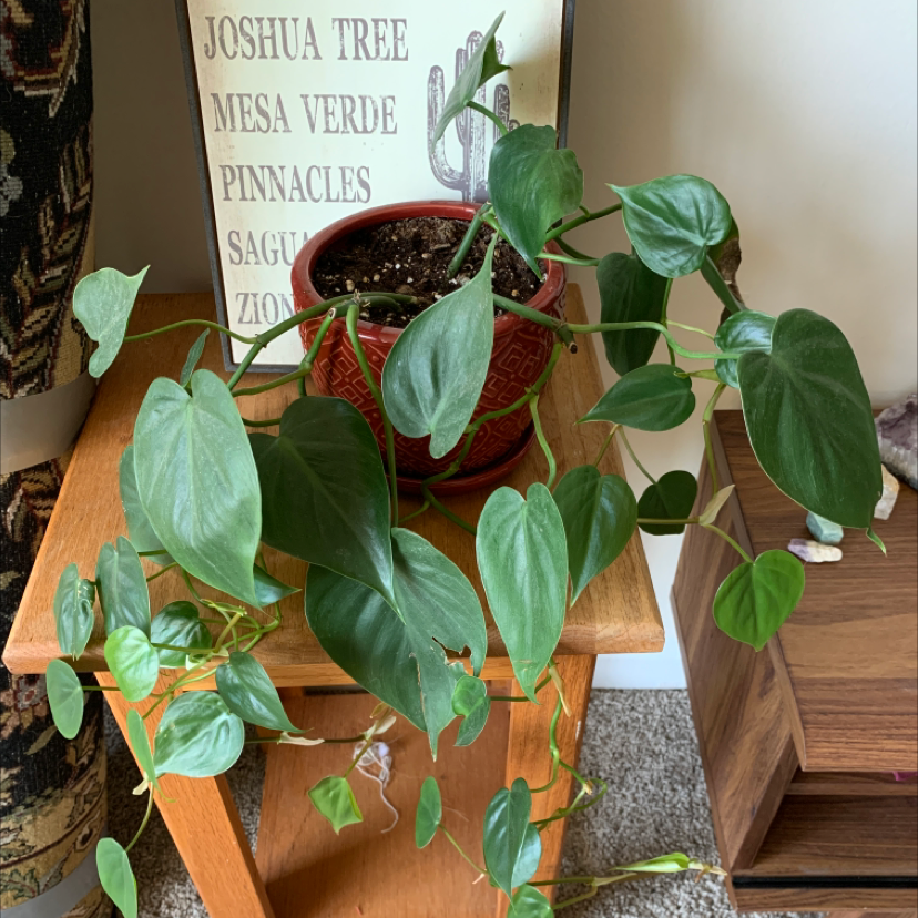 Philodendron Scandens plant photo by Brianne named Donna on Greg, the plant care app.
