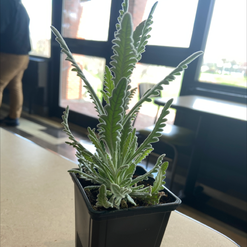 Photo of the plant species French Lavender by @Beetyboi69 named Clemward on Greg, the plant care app