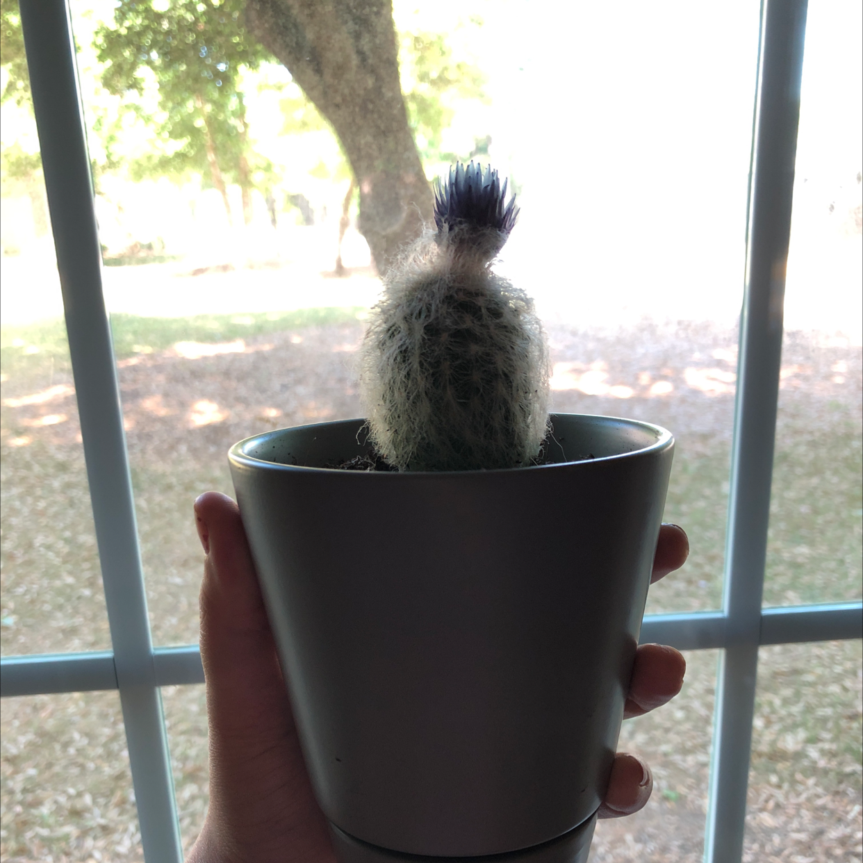 Photo of the plant species Old Man Cactus by @kayrose836 named greg on Greg, the plant care app