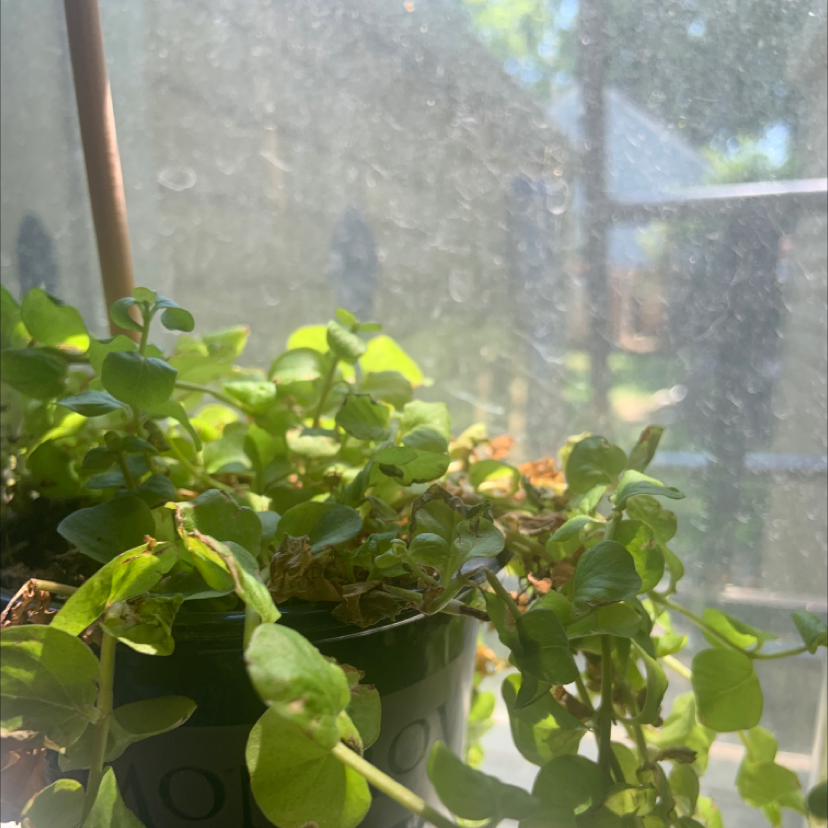 Potted Creeping Jenny plant with small, round green leaves in natural sunlight.