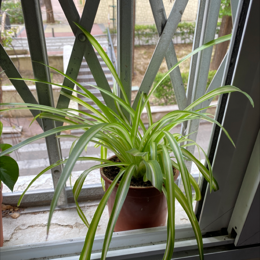Spider Plant plant photo by @plantbased93 named Cinta on Greg, the plant care app.