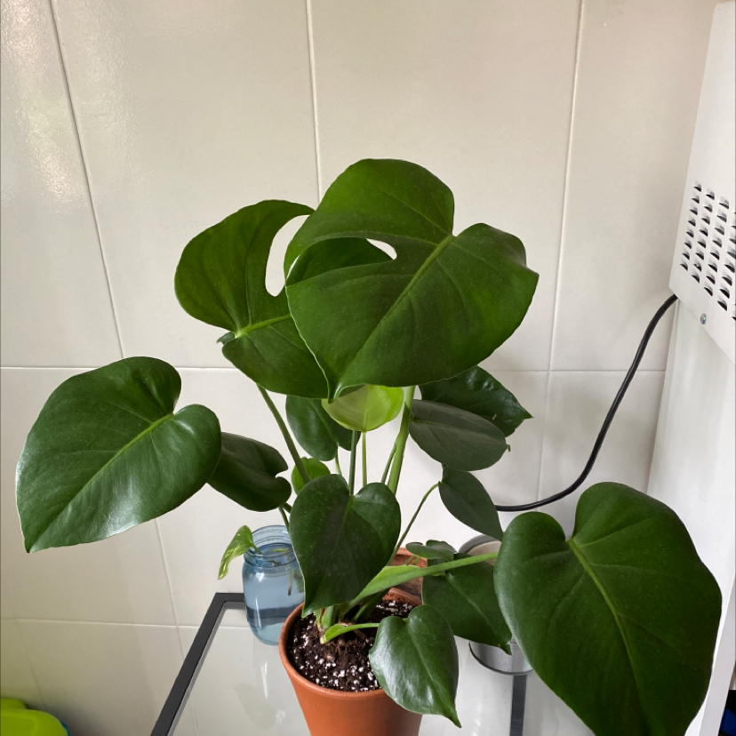 Monstera plant photo by @plantbased93 named Borsey M. on Greg, the plant care app.