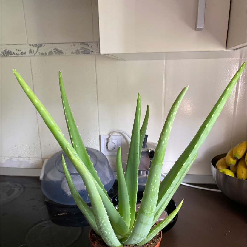 Aloe vera plant photo by @plantbased93 named Aloisa on Greg, the plant care app.