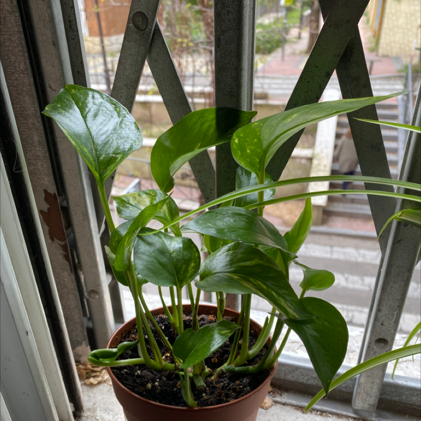 Taro Vine plant photo by @plantbased93 named Morgan Treeman on Greg, the plant care app.