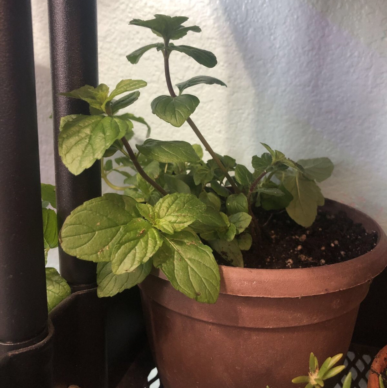 A healthy potted peppermint plant with green leaves and visible soil.