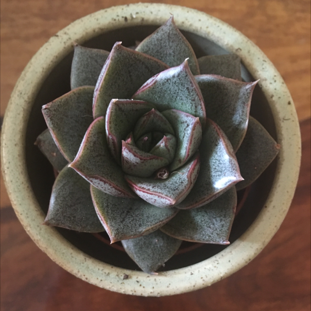 Photo of the plant species Echeveria purpusiorum by @Hannah_dj named José on Greg, the plant care app