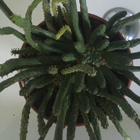Photo of the plant species Euphorbia inermis by @Hannah_dj named Jeremy on Greg, the plant care app