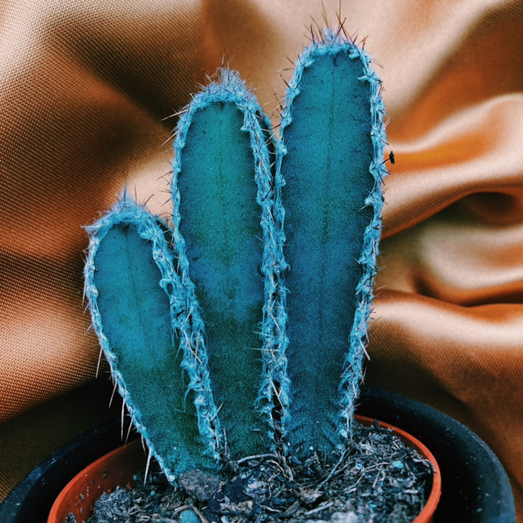 Columnar Cactus with three stems in a pot, healthy and well-framed.