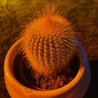 Golden Barrel Cactus plant in Coed Hirwaun, Cymru