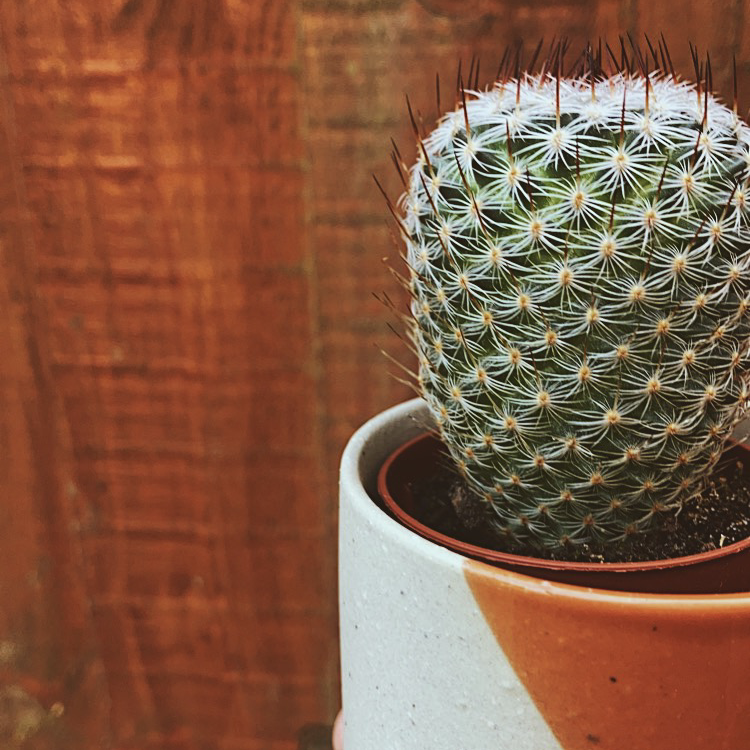 Photo of the plant species Birthday Cake Cactus by @Hannah_dj named Eileithiyia on Greg, the plant care app