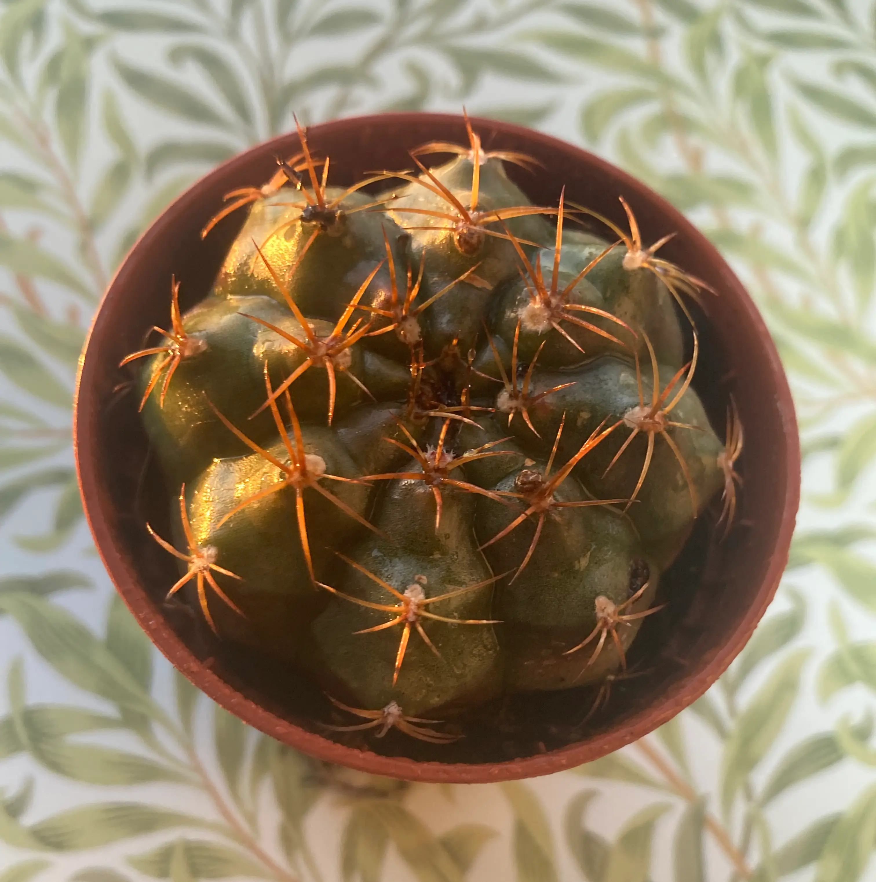 Photo of the plant species Purple Blush by @Hannah_dj named Cupid on Greg, the plant care app
