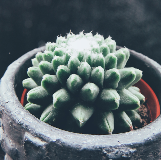 Photo of the plant species Rattail Nipple Cactus by @Hannah_dj named Osmo on Greg, the plant care app