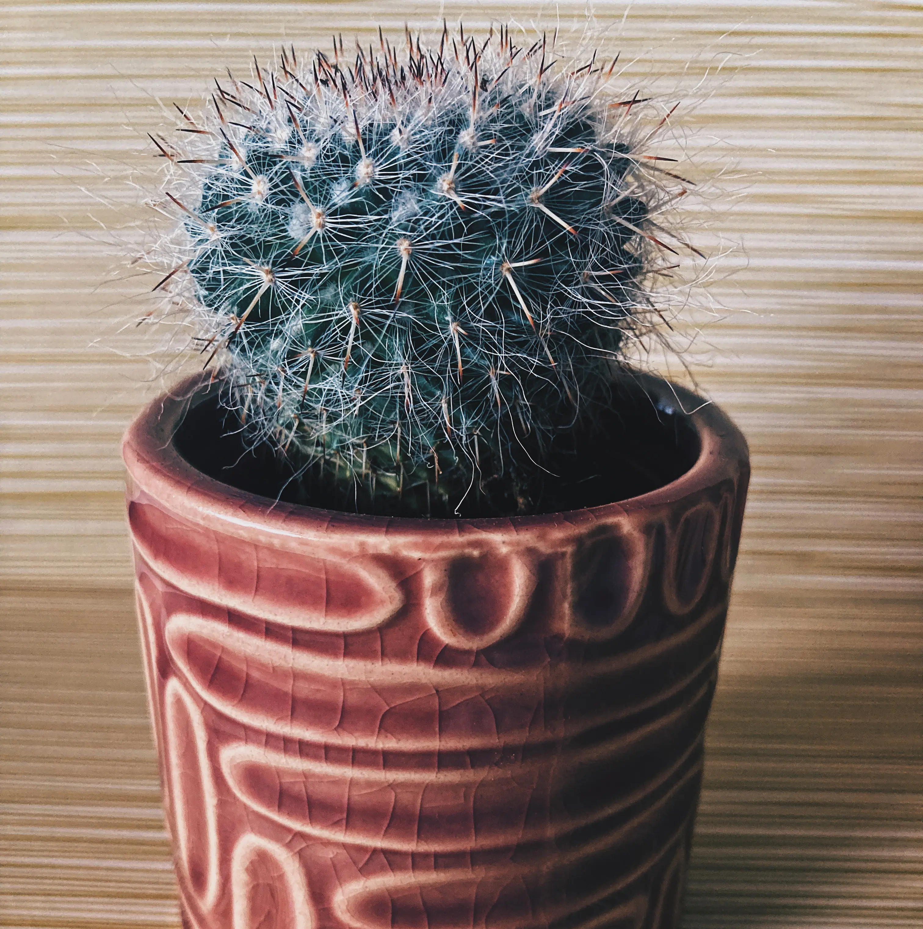 Old Lady Cactus in a decorative pot, appears healthy with no visible discoloration.