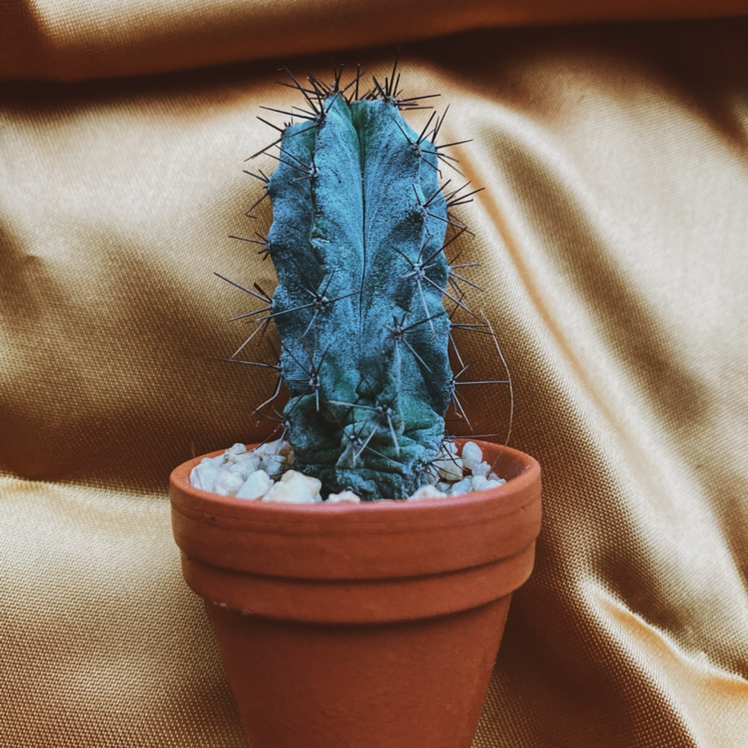 Polaskia chichipe cactus in a terracotta pot with noticeable discoloration and shriveling.