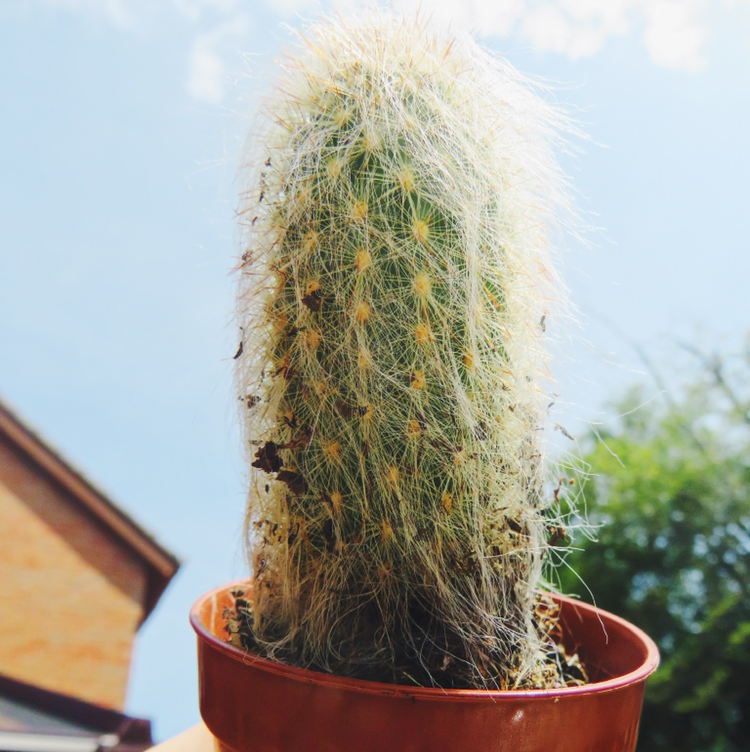 Photo of the plant species Espostoa mirabilis by @Hannah_dj named Walt on Greg, the plant care app